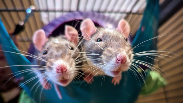 Tree and Marlene, white and black hooded rats with white marks on their heads and very long whiskers, looking out of a hanging hide with their heads together. They look happy.