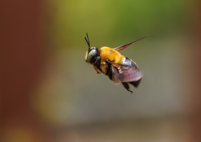 A carpenter bee in flight