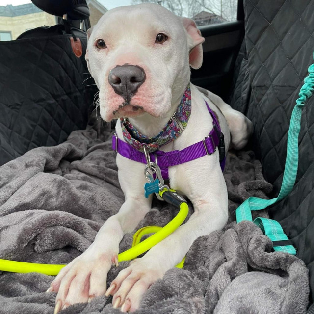 A white pitbull laying down in the back seat of a car. She has a collar and a leash on. Her ears are back and she looks very very cute with a gentle pitty face.