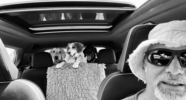 Black and white image: Two older dogs and a puppy look across excitedly from the boot space behind the back seat of a car towards the front seats. The camera is positioned by the rear view mirror, and the head of the driver - wearing reflective sunglasses and a sun hat - is partially captured in the foreground of the image at the right hand side.