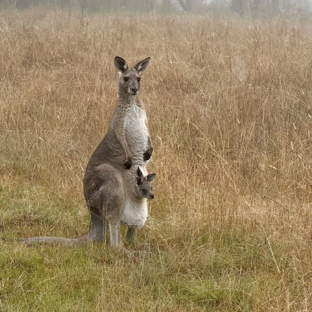 A female kangaroo stands upright in a field of dry, autumnal grasses. The has a joey in her pouch - the joey’s head is visible and it’s looking out into the world.