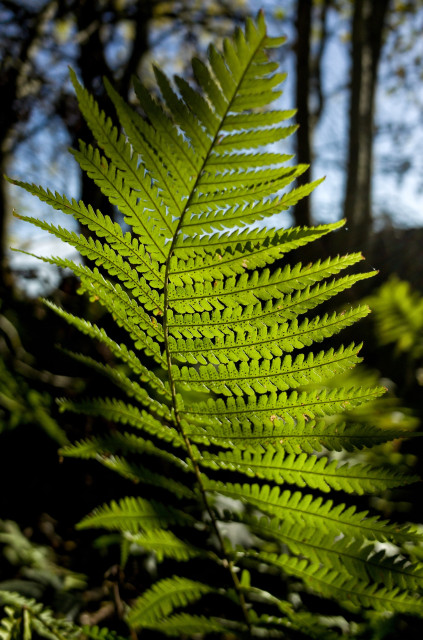 A close-up of a green fern leaf with sunlight filtering through it, set against a blurred background of trees.