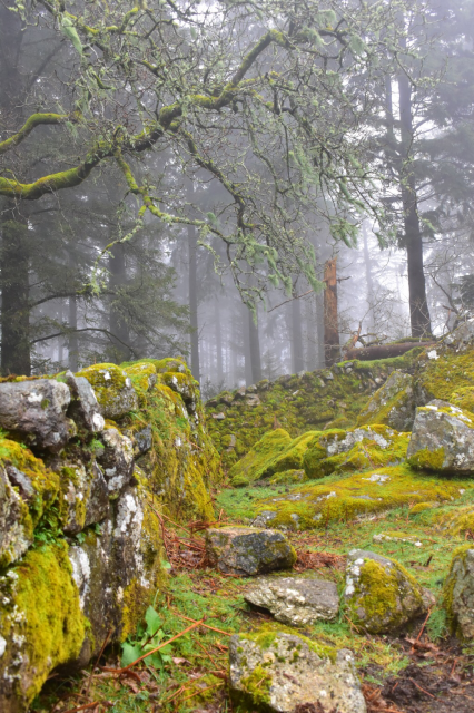 A mossy wall meets foggy forest.