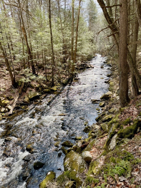 Top down, angled view of a wooded brook. The water is reflecting back the sun in white, sparkling water. The brook is usually much darker and only for a few minutes is it quite like this. Water along the edges is reflecting blue. Pines, hemlocks and birches can be seen on both banks.