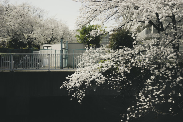 Sakura on the back of the river.