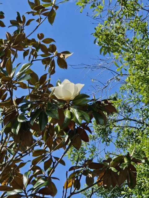 Looking almost straight up on a clear sunny day, at the base of a southern white magnolia tree, with the waxy-white petals of the first bloom to open from the neighborhood tree. Against a brilliant clear blue sky and surrounded by the greens of nearby leaves.