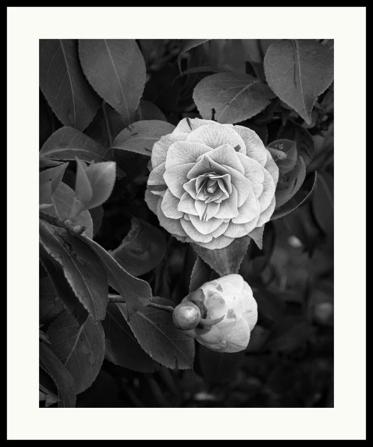 b&w - paeonia subspecies (i think...). one bud almost completely opened, one that is partially open and a fully closed one.