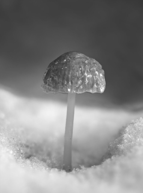 Black and white macro photo of a mushroom in the snow. The mushroom is standing in a depression in the snow and the cap is covered in ice. The background is light gray and out of focus.
