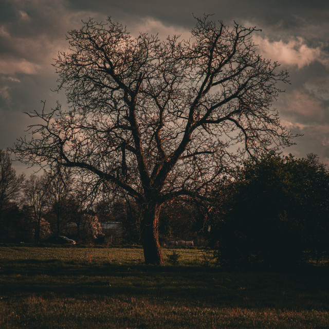 Subject: Tree in a field. Cars in the background. Dusk. 
Image format: Photograph
Genre: Landscape
Background: Cloudy sky
Colors: Brown (tree), gray (sky), green (grass)