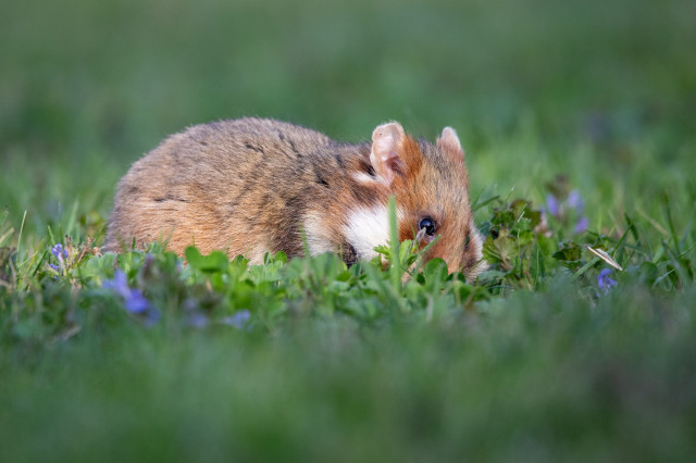 Hamster im kurzen Gras nibbelt an irgendwas grünem.
Man sieht in von der Seite in kräftigen Farben, da er sich aus dem Schatten auf ein Fleckerl mit Sonne bewegt hat.