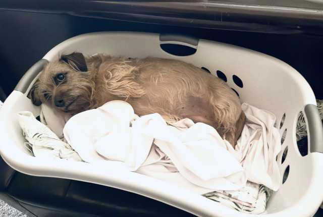 My dog Coco lying in a laundry basket full of clean bedding with an innocent look on her face. 