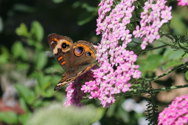A Common Buckeye on pink yarrow flowers.

Further detail: it is a brown butterfly with very large, distinctive "eyespots" on the wings. There are also two rectangular orange patches on the leading edge of the forewings & additional orange and white coloration around the dark eyespots. The yarrow flowers are pink with white centers. They're tiny flowers that bloom in dense clusters. They appear a bit washed out in this photo due to very strong afternoon sunlight.
