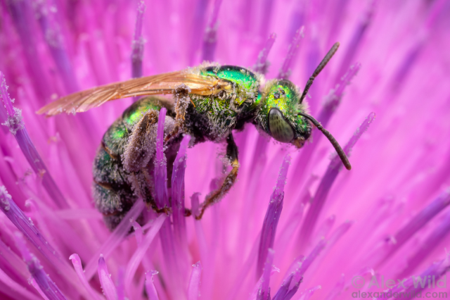 Close-up photograph of a shiny metallic greenish-yellow bee, alert, in side view, covered with fine white hairs and little clear pollen grains, in a purple thistle flower.
