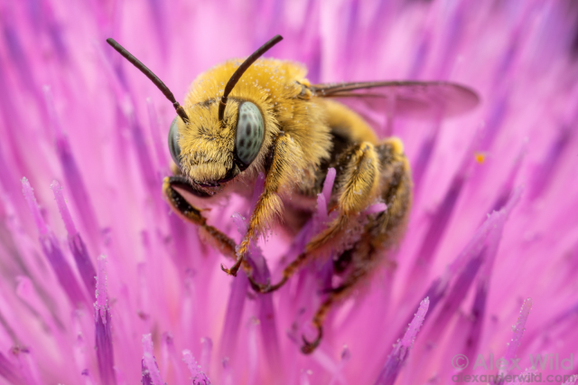 Close-up photograph of an extremely fuzzy yellow bee with blue-green eyes, in a purple thistle flower.