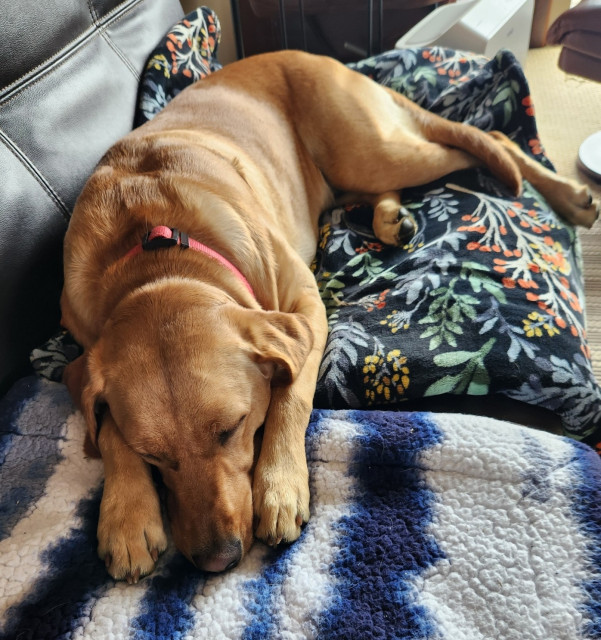 Golden Labrador retriever laying on her soft blankets with her head between her front paws. She is sleeping. Her tail is wrapped around her leg.