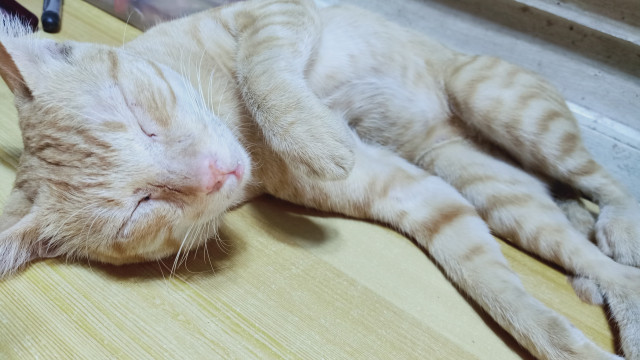 Orange/Ginger cat Sleeping in the table top