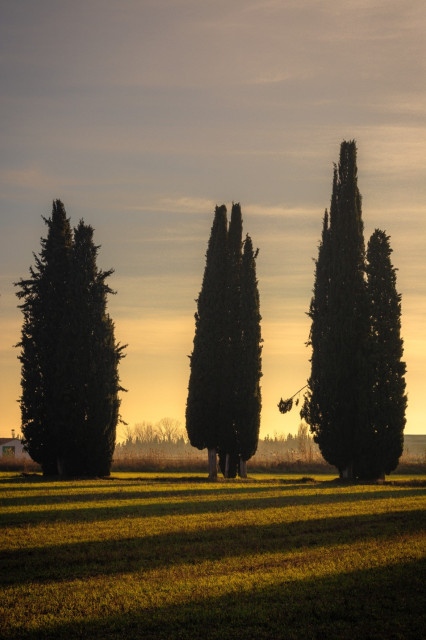 Fotografía de varios cipreses proyectando sus sombras al atardecer.

Photography of cypresses projecting their shadows at sunset.
