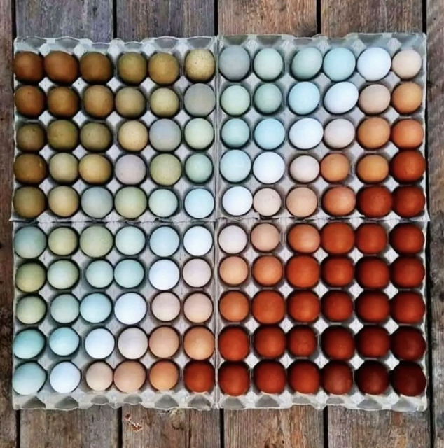 Lots of different colours on egg shells from different chicken breeds. 