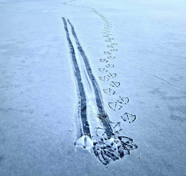 Tracks on the ice of a duck landing and walking away 