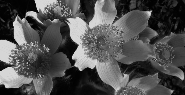 Black and white and heavily cropped close up photography of white pulsatilla flowers, open in the sun. The petals have fine darker lines and the stamens and pistils at the centre of the flowers form a sphere shape.