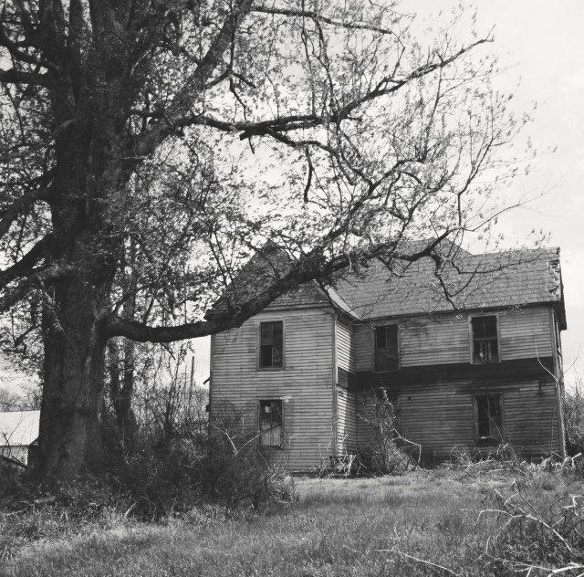 A black and white picture of a large tree, which is standing next to a long abandoned farmhouse.