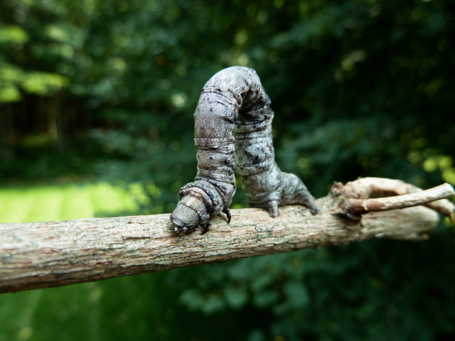 Close up photography of a grey looper caterpillar bent on a small branch, with a background of green forest and yard in the sun.