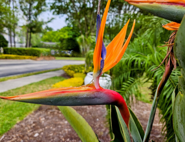 Close up of a bird of paradise flower. With orange, yellow, purple, and green segments taking the shape of a bird.