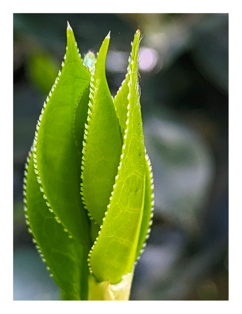extreme close-up. 5 light green, oval leaves with waxy surface and serrated edges stand vertically, in a "group hug" arrangement. the background is out of focus trees with some light blobs