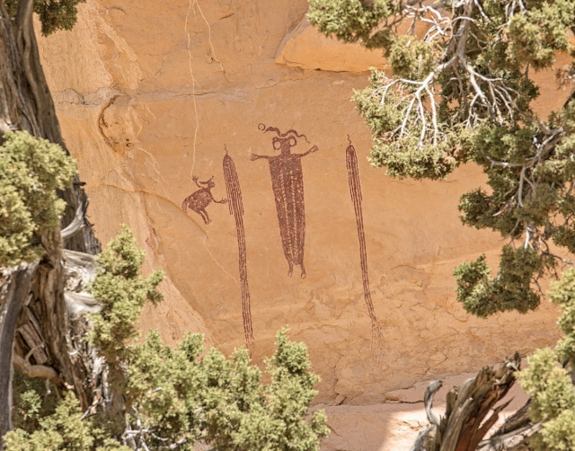 A pictograph drawn with dark red ocher. The image is drawn on red-brown sandstone. The shot of the pictograph is framed by the branches of a juniper tree. Three elements on the right are vertical in nature. On the left is an animal / human looking figure. It is bent over with animal like rear legs and a tail. It appears to have two arms spread wide with hands open in front. The head has horns. Moving right is a long vertical design like strings hanging from a hook. To the right of that is a anthropomorph with short arms spread wide and fingers extended. The head looks like a hammerhead with two large eyes. Just above the head is a squiggly snake like design. To the right, the final pictograph is a repeat of the strings.