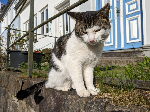 Weiß-graue Katze steht im kleinen Vorgarten eines Hauses mit blau-weißer Tür. Sie schaut herunter.