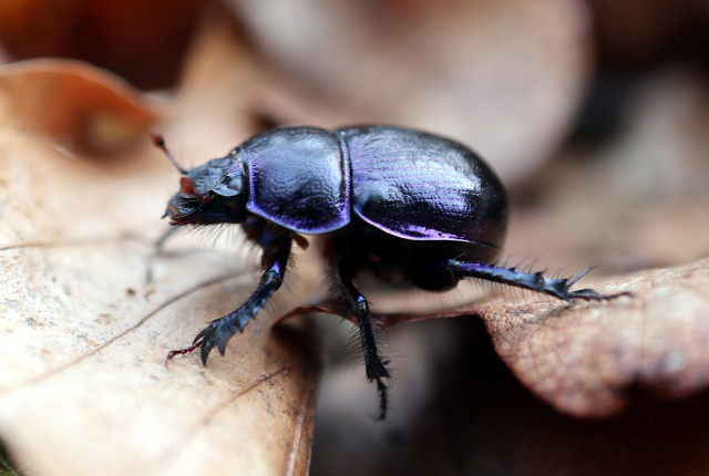 A forest dung beetle. It is completely shiny black with blue-violet reflections.