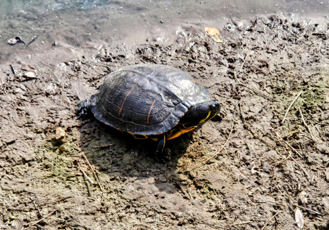 Red-eared slider turtle has emerged from a pond and pauses on the muddy shoreline to measure up the watching photographer. A big, hard, healthy looking rounded-shell with yellow stripes and a bright yellow bottom, four little black-green feets with a yellow stripe on each, and snake-like head poking out front with yellow neck stripes and a tiny red stripe behind each eye.