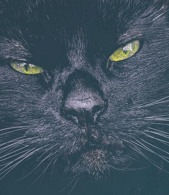 Motiv: Das Bild zeigt das Gesicht einer schwarzen Katze, die direkt in die Kamera blickt.

Bildformat: Nahaufnahme

Genre: Tierfotografie

Hintergrund: Der Hintergrund ist nicht sichtbar, da das gesamte Bild von dem Gesicht der Katze eingenommen wird.

Farben: Die dominierenden Farben sind Schwarz und verschiedene Schattierungen von Grau für das Fell der Katze. Die Augen der Katze sind gelbgrün.
