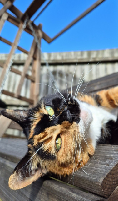 A calico cat, named Maisy, is laying at the end of a wooden swing bench with her head draped over the edge. Her fabulous whiskers, little white chin, and half orange, half black face is bathed in sunshine.
