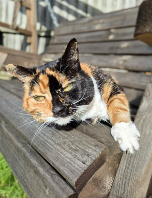 Maisy, the calico cat, still on the wooden swing bench, has turned slightly to look to camera. One paw stretched out towards us slighlty stretching and grabbing the bench with her claws slightly.
