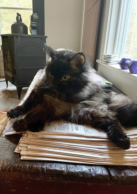 An elder tortie cat is sitting (like a human) on a stack of newspapers atop a wooden chest. She’s contorted her skinny frame so that her head is close to her rear paws (which are splayed out in front of her) while her front paw and tail are in the back. She somehow gives the appearance of a star ⭐️. This looks quite silly. This might be one of the harder alt-texts I’ve tried to write! There is a woodstove behind her.