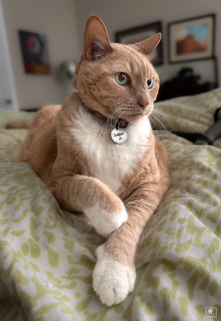 Close up color photo of a large ginger tabby cat with white chest and paws lying on a bed with a contemplative look on its face. 