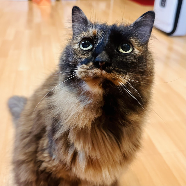 A photo of a large furry tortie with big eyes, staring at a person 