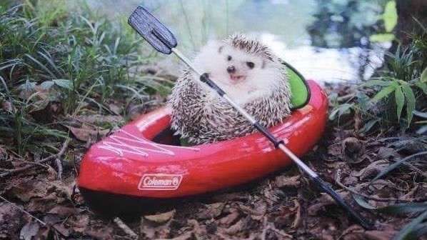 Happy hedgehog in a canoe