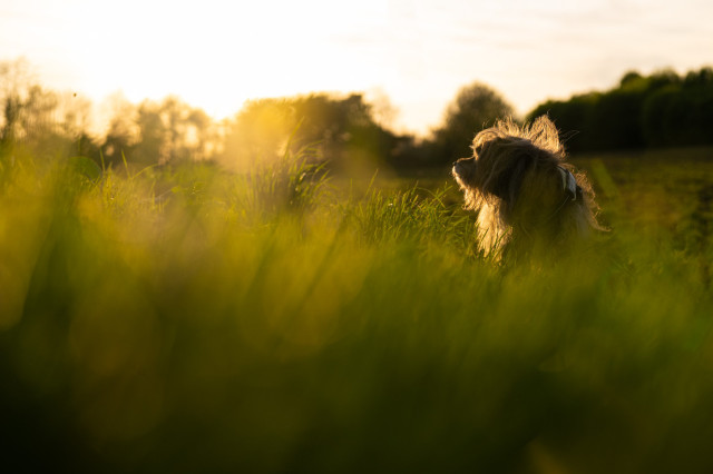 Unser Terrierschnauzermischlingshund, schaut nach links. Sein Fell leuchtet golden durch die Abendsonne, sie steht rechts am Bildrand. Vorne in der Unschärfe schaut man durch Gras, im Hintergrund sind Bäume und die Abendsonne zu sehen. 