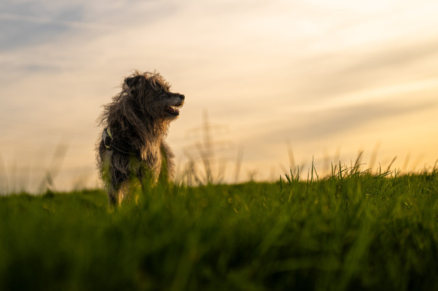 Unser Mischlingshund Lucy mit längerem schwarzen Fell, schaut rechts aus dem Bild hinaus. Vorne ist Gras in der Unschärfe zu erkennen. Der Hund steht weit links am Bildrand. Der Himmel ist mit Schleierwolken durchzogen