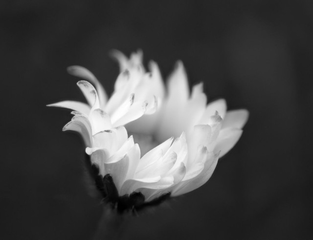 Black and white macro photo of a daisy. The picture was taken at a low angle showing the daisy slightly from the side. The petals haven’t yet fully opened and are grown in twisted and wavy patterns. The flower is bright and positioned in the center, the background is dark and out of focus.
