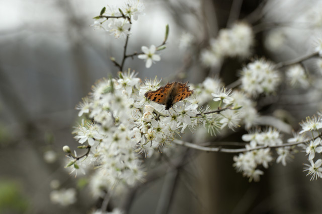 Ein Schmetterling sitzt auf den Blüten eines Baums 