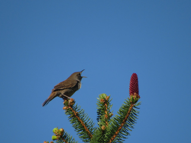 A wren sits atop a spruce tree with it's beak wide open in song. The sky is bright blue.