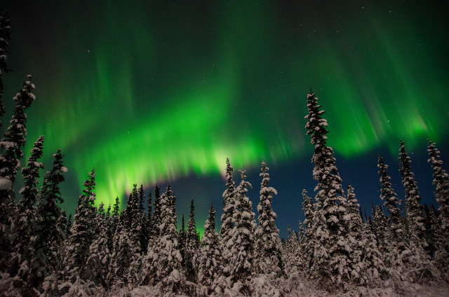 Vivid green auroral bands streak across the night sky, interspersed with faint purple hues. Below, dense spruce trees heavily coated in snow reach up towards the shimmering lights. The forest is illuminated by a soft glow from the aurora, highlighting the individual snowflakes on branches and the undisturbed snow beneath, giving the scene a tranquil and wintry atmosphere.