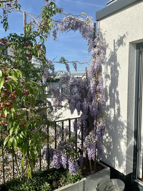 Photo of what looks like the corner of a rooftop terrace. There is a plant in the corner completely full of blue-is-purple-ish blossoms that look like a blue/purple waterfall (hence the German name "blue rain"). There are nearly no leaves on that plant, only those blossoms. It is about 2.5 meters high.