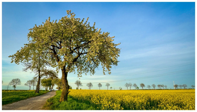 A blossoming tree by a dirt road with a field of yellow flowers under a clear blue sky.