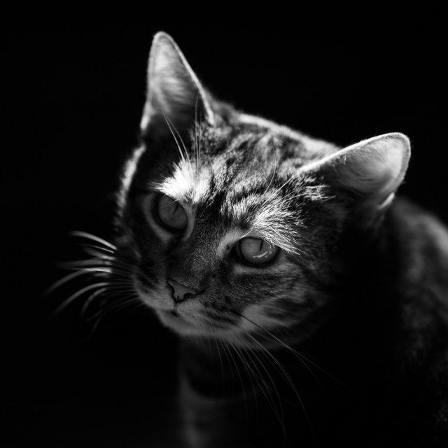 Schwarzweißfoto einer skeptisch guckender Katze. 