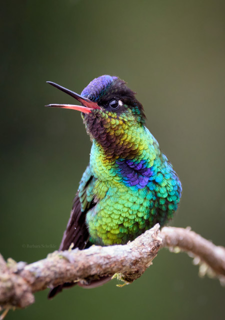 A perched  Fiery-throated Hummingbird with its beak open and head turned grabs all your attention.