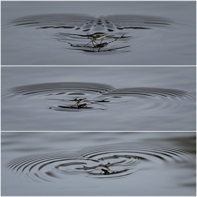 Ein Triptychon aus drei schmalen Bilder untereinander, so dass es ein quadratisches Bild ergibt. Auf allen drei Bildern ist ein Wasserläufer, der durch die Bewegung kleine Wellen erzeugt.
Beim obersten gehen die Wellen direkt nach hinten und das Insekt ist mittig. Beim mittleren ist der Wasserläufer nach links gerichtet und beim unteren nach rechts.